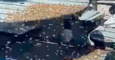 Edinburgh community under siege from swarm containing thousands of wasps