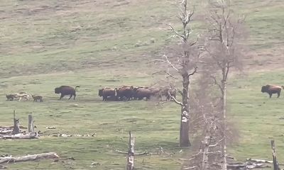 Watch: Yellowstone wolves, bears not welcome at ‘bison funeral’