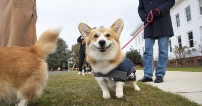 Taking paws as Canberra marks Queen's Jubilee