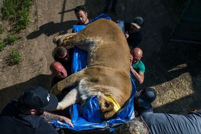 Three trucks, nine lions, police with guns: how the Odesa big cat rescue unfolded