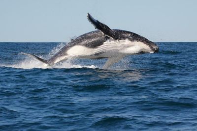 Whale watching season starts early as humpback population bounces back