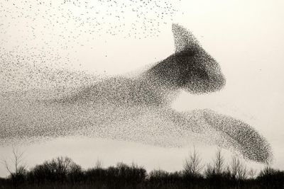 ‘A fragment of eternity’: the mesmerising murmurations of Europe’s starlings