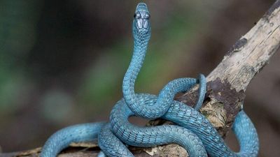 Think most venomous snakes don't climb? Think again