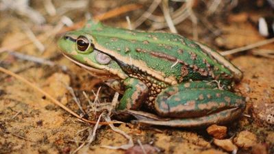 Endangered frogs and toadlets on the front line in the fight against mosquitoes – a spotter's guide