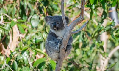 Queensland announces more than $24m for koala population and habitat protection