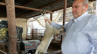 Palestinian Farmers Sound Alarm over Foot-and-Mouth Outbreak