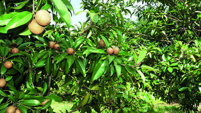 Karnataka: Rural development university to nurture a fruit orchard