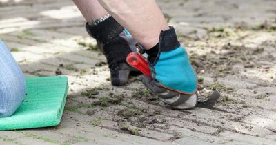 Garden expert's £2 trick removes moss from paving stones to get them good as new