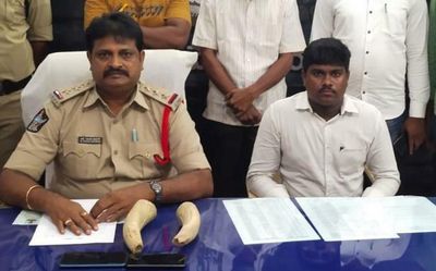 Two Asian elephant tusks seized at Rajamahendravaram, two-member gang held