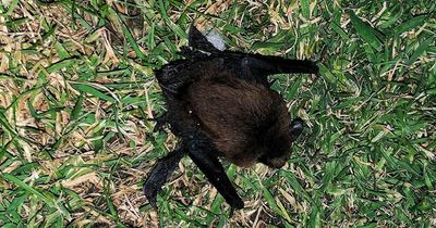 Bat knocked out of the sky by freak hail storm over Newport