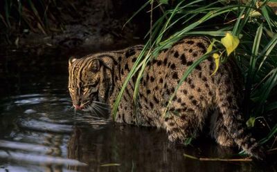 World’s first fishing cat census done in Chilika