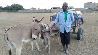 Chinese abattoirs accused of donkey theft in Kenya