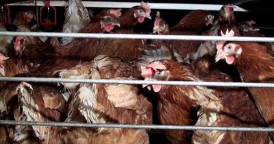 Shocking 14 million hens still crammed in cages across UK despite free-range egg shift