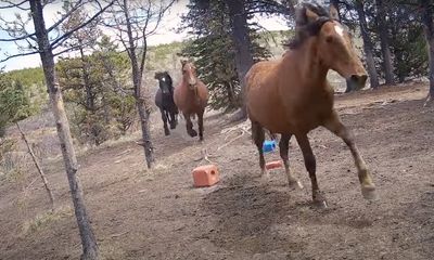 Watch: Wild horses chased by grizzly bear run for their lives