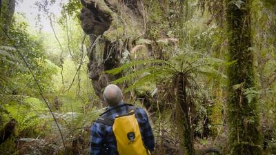 Brothers hunt our biggest trees