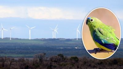 Proposed Robbins Island wind farm could impact endangered parrot population, documents reveal