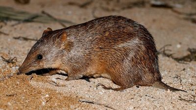 Golden bandicoots released in Sturt National Park after century of local extinction