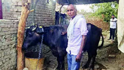 DNA test on ‘stolen’ buffalo in Uttar Pradesh to settle ownership fight