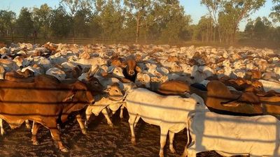 Landmark battle over $1.5 million worth of allegedly stolen cattle may be heard in NT Supreme Court