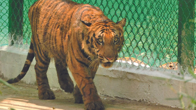 Coimbatore: Orphaned tiger cub getting ready to embrace wild side