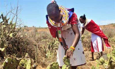 Bug v killer cactus: Kenyan herders fight to stop a plant destroying their way of life