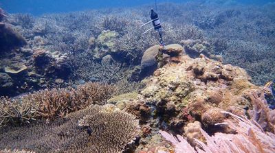 Crackling or Desolate?: AI Trained to Hear Coral’s Sounds of Life