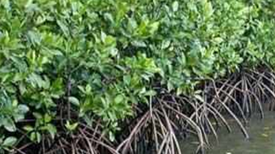 TMC: Push for major projects has destroyed Goa's ecology