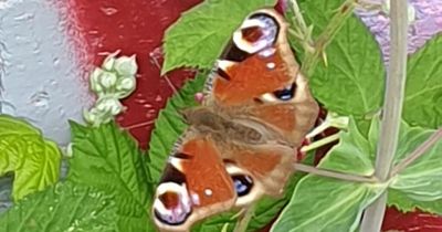 How you can spend time noticing plants and wildlife on pavements in Nottingham