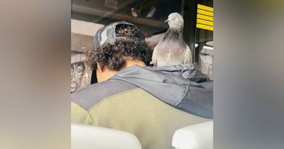 Commuter seen carrying a pigeon in his hood on the tram in Manchester... "it was hard not to notice it"