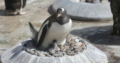 Adorable images of newborn Gentoo penguin chicks at Edinburgh Zoo
