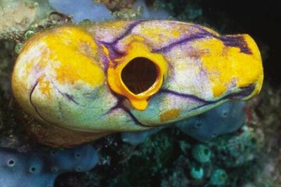 Eating extracts from this ugly sea creature may reverse aging — mouse study