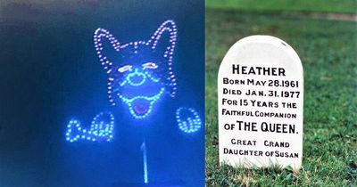 Sky high light display of Corgi reflects Queen's devotion to dogs just as their special headstones do too