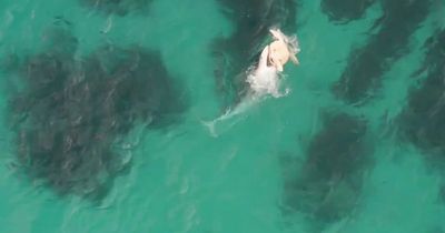 Shark battles sea turtle in epic ocean fight with terrifying moment caught on camera