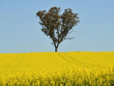 Records forecast for Aust agriculture