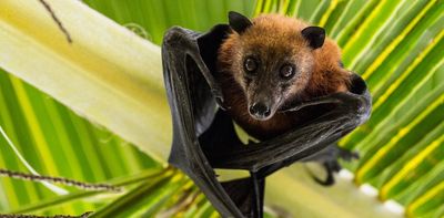 Fruit bats: the winged 'conservationists' reforesting parts of Africa