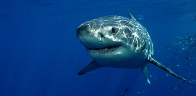 How great white sharks outsmarted the massive megalodon to first rule the oceans, 3 million years ago