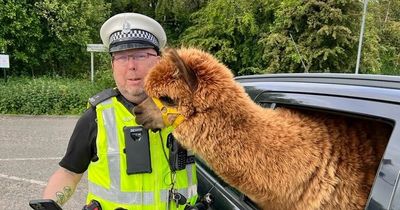 Scots road cops greeted by alpaca while conducting vehicle checks