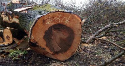 Fellers of protected Brucehill trees could face "unlimited fine" over actions