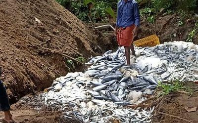 Nearly 10 tonnes of rotten fish seized in Anjuthengu