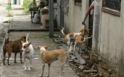 HC notice to govt. in plea for effective implementation of guidelines on stray dogs
