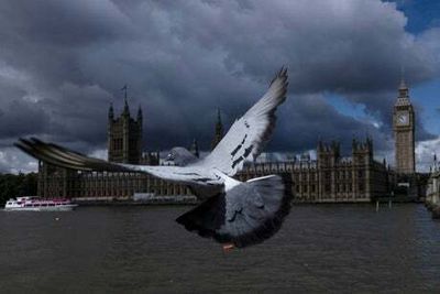 Anti-bird spikes to be removed from tree in Mayfair after animal rights outcry