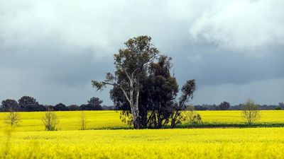 Record-breaking exports, big crops put Australian farmers on track for bumper season