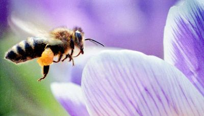 Help bees by protecting their habitat