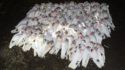More than 100 little corellas found dead in Barmah after suspected poisoning
