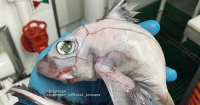 Weird-looking creature dubbed 'Frankenstein’s fish' caught by stunned fisherman