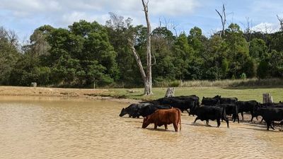 Researchers push for carbon credit payments for Australian farmers who fence their dams