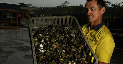 The threat to Port Stephens' oysters needs immediate action