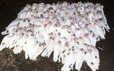 Investigation underway as more than 100 native parrots found dead