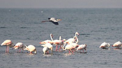 Water supply scheme for Aurangabad gets green nod