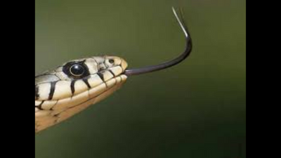 Maharashtra: Border Security Force man from Palghar dies of snake bite